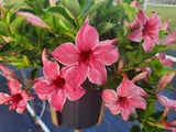 Mandevilla
