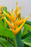 Heliconia