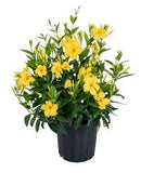 Mandevilla