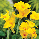 Canna Lily