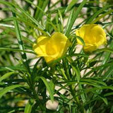 Oleander