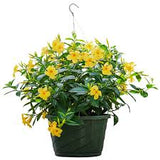Mandevilla