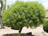 Oleander